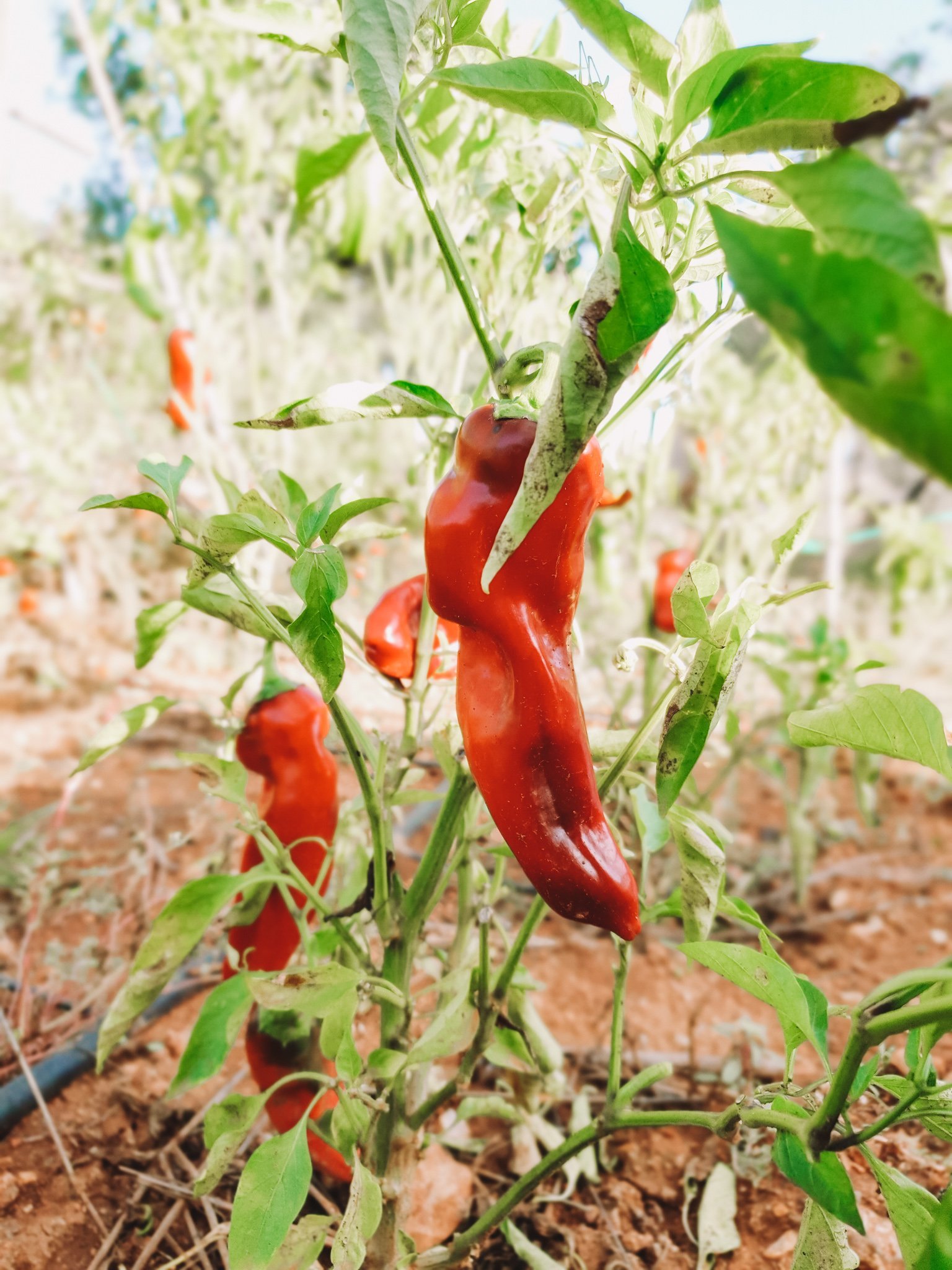ecologisch wonen mallorca